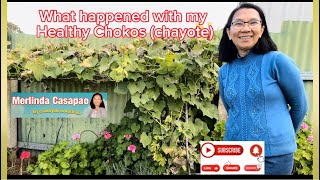 What happened to my healthy Chokos ( chayote) #garden  #gardening  #plants  #vegetables  #viral