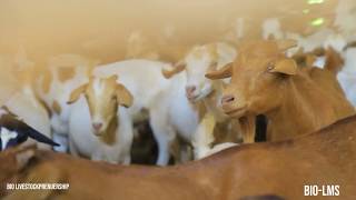 Goats 7: How to successfully manage a goat breeding or mating season