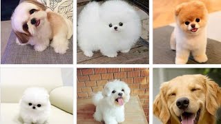 Cute dogs videos part 1| Lian Nathalie