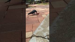 Kusu Island - 20 Sept 24 - Black Crow eats red grapes.