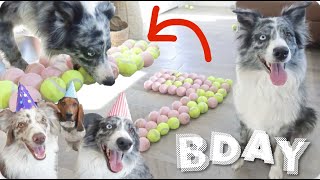 100 TENNIS BALLS For My Australian Shepherd | STELLA'S 7TH BDAY!