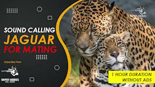 SOUND CALLING JAGUAR FOR MATING