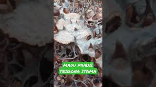 REVIEW MADU MURNI TRIGONA ITAMA#shorts#madukelulut#viralshorts@trendingshorts