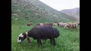 فضای سبز ،صدای زنگ گوسفندان وکوهای سبز افغانستان چی خوش آینداست😍😍😍