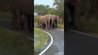 small elephant walking on road