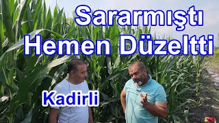 Osmaniye - Danelik Mısır Yetiştiriciliği - Yaprak Gübrelemesi  - Yapraklarda Sararma