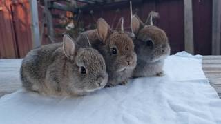 Chestnut Netherland Dwarf Kits 4+ weeks old