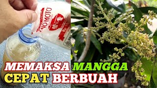 Tips memaksa pohon mangga agar cepat berbuah (bag.3.1)