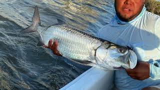 Tarpon   HD