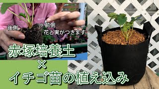 イチゴ苗の植え込み 【園芸専門店アカツカFFCパビリオン】