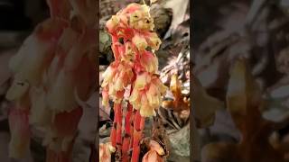 Monotropa hypopitys - Dutchman's pipe - Pinesap - Monotropaceae #fungus #nature