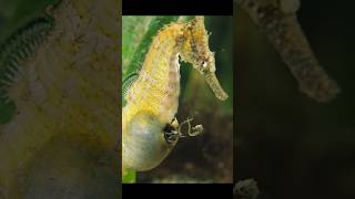 Sea Horse Give Birth #seahorses #animals #shorts