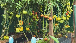 Дача кормит🍅🥒 ДЫМОГЕНЕРАТОР пассивный (змейка) 💨