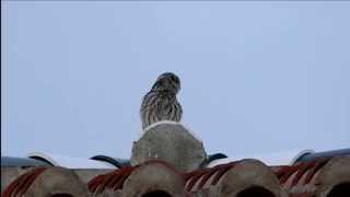 Steinkautz  - Little Owl - Mochuelo común