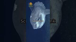 Meet the Sunfish: Oceans Oddball Giant!