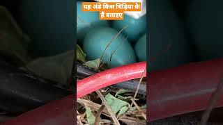 नीले अंडे किस चिड़िया के होते हैं #shortvideo