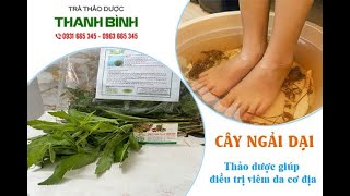 Cây Ngải Dại | Công dụng của cây ngải dại