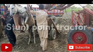 tractor is loading is khoti reahy best performance very powerful & very stunt fully video