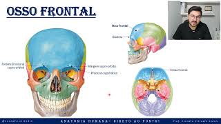 Osso frontal - Anatomia do crânio - Sistema esquelético - Anatomia direto ao ponto!