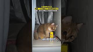 小猫偷喝冰红茶，眼睛一下子就亮了 耳朵都竖起来了