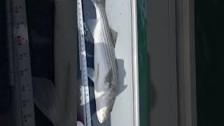 Keeper striper right at 31 inches