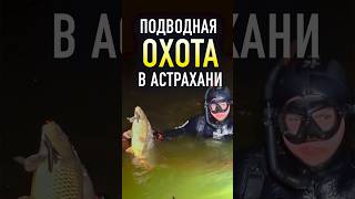 ДВОИХ ЗА ВЫСТРЕЛ! #подводнаяохота #рыбалка #fishing #grass #грасс #михаилграчев