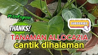 review bunga allocazia cantik dihalaman rumah dan indah