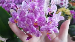 Орхидея Phalаenopsis (Miki-Orchid) Hualien Pink Galaxy - Розовая Галактика. #Цветение 2024