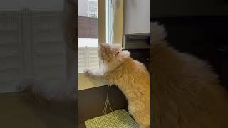 funny cat, smart cat video 😂😂