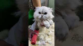 how to cut belly hair on a cat