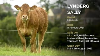 LYNDERG SALLY - Pedigree Limousin