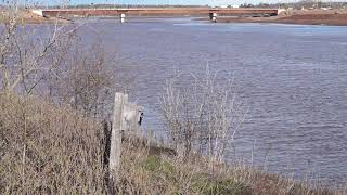 High tide in Riverview NB, Canada. Downriver from the new span. May 4, 2021.