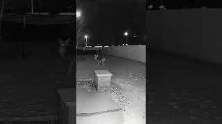 Deer checking out the yard! #familytravel #deer #ringcamera #southdakota #latenight