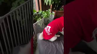 Костюм для собаки adidog