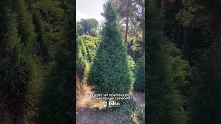 🌲 Árboles de Navidad: ¿Naturales o Artificiales? La verdad detrás del MITO