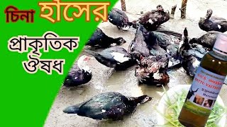 হাঁস-মুরগির প্রাকৃতিক কৃমিনাশক | cina hash palon | দেশি মুরগি |china has deshi murgi#graduate_farmer