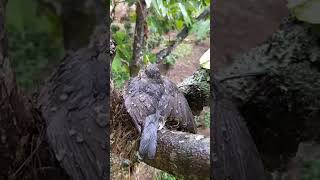 mother bird in rain.#mothernaturesbeauty #mother #natural #motherslove #birdsbaby