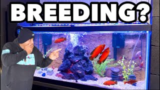 ALL MY FISH ARE BREEDING!