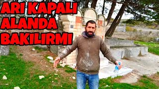 Kışın arı taşınır'mı ve kapalı alana koyulur'mu ? ne fayda