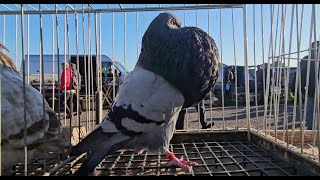 ZWOLEŃ  Gołębie pigeons targ Andrzej W. 20.10.2024 cz.4/5💥Gołębie jasne i wyszwance Andrzeja Radom💥