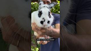 ¿Tenés un conejo de mascota? Ojo con las altas temperaturas 🥵🐰