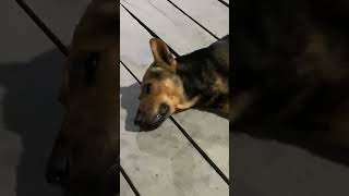 dog sleeping at night. ( Live video )pet & animal