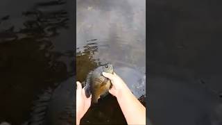 Them Bluegill 🐟 #fishing #shorts #shortsvideo #fish