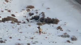 STALKING BULL ELK