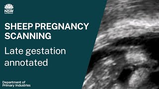 Sheep pregnancy scanning: Late gestation annotated