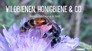 Wildbienen, Honigbienen und Co, Bestäuberfauna in Not