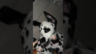 Теперь я у него живу #далматин #dalmatiandog