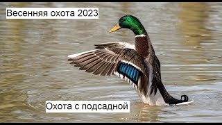 Весенняя охота 2023. Охота с подсадной. Утрянка