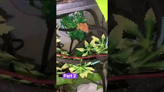 Part 2 - Enki the Crested gecko- Eating  bugs from DUBIA.com. With the Great cheetcode of goherping