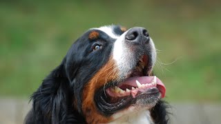 Bernese Mountain Dog and Search and Rescue Work